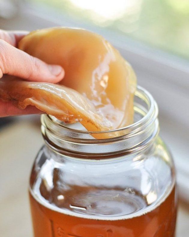 El, kombucha mayası SCOBY'yi cam kavanozdaki içeceğe ekliyor