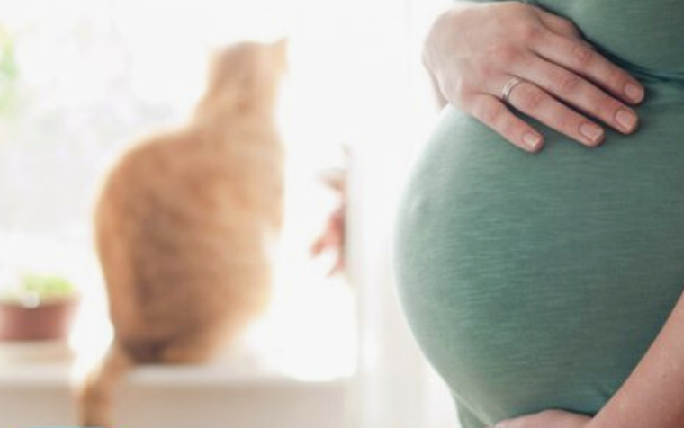 Hamile kadının karnı ve elleri, arkada bulanık turuncu kedi